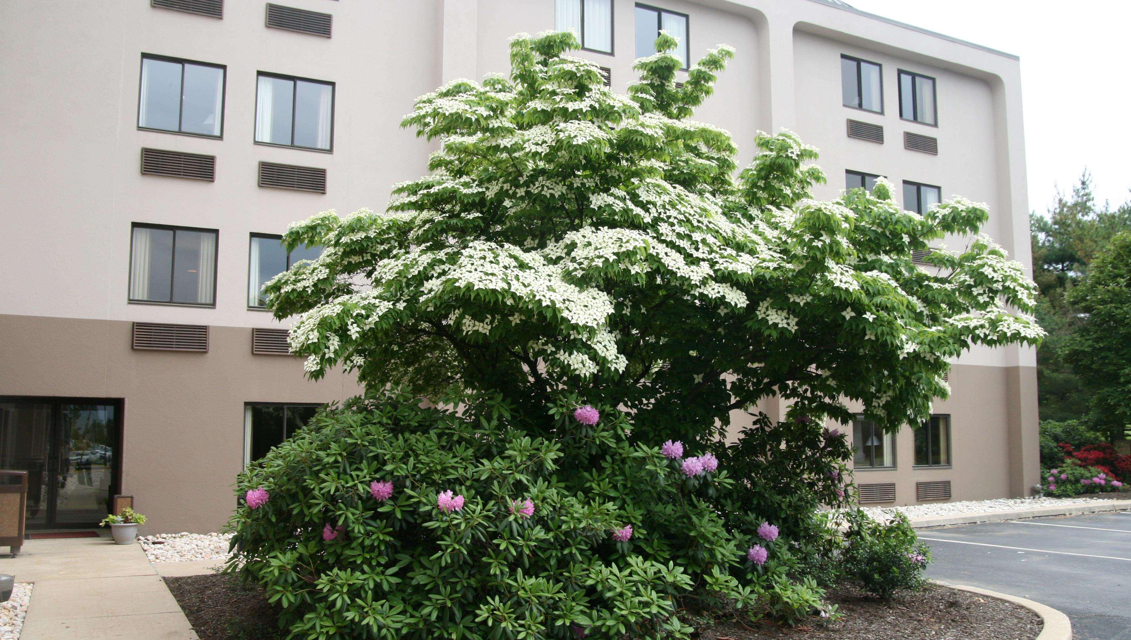 Hampton Inn Downingtown/Exton Exterior foto